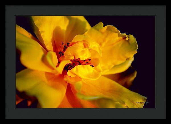 Framed Print - A Little Yellow