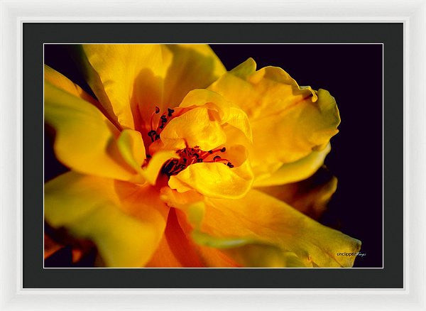 Framed Print - A Little Yellow