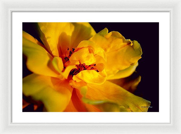 Framed Print - A Little Yellow