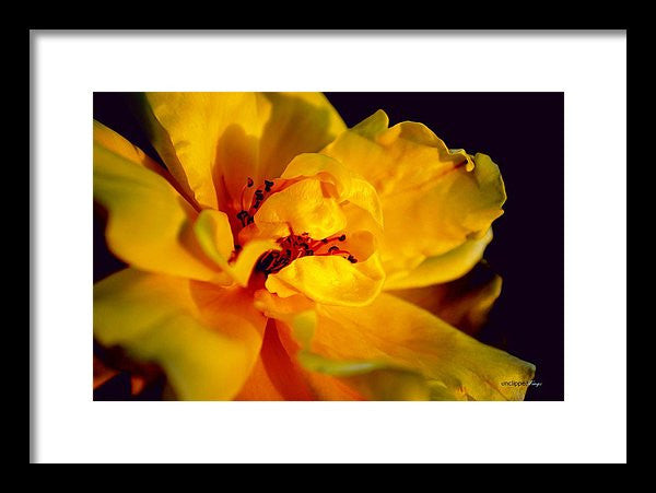 Framed Print - A Little Yellow