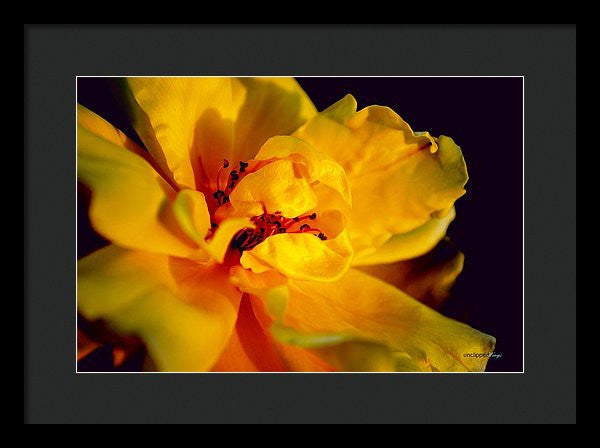 Framed Print - A Little Yellow