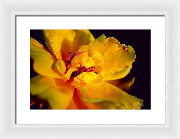 Framed Print - A Little Yellow