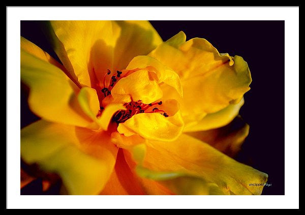 Framed Print - A Little Yellow