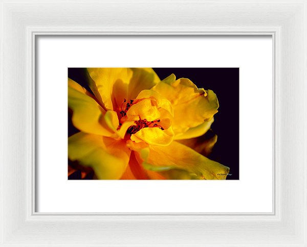 Framed Print - A Little Yellow