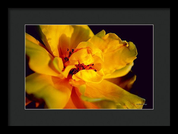 Framed Print - A Little Yellow
