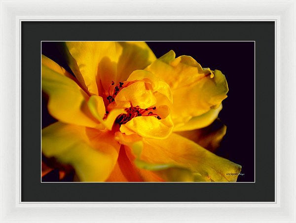 Framed Print - A Little Yellow