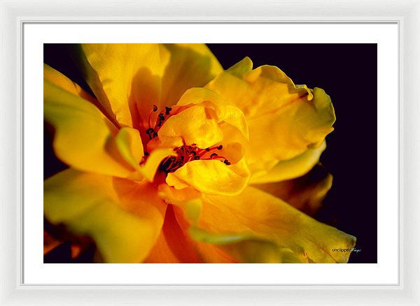 Framed Print - A Little Yellow