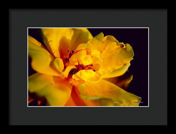 Framed Print - A Little Yellow