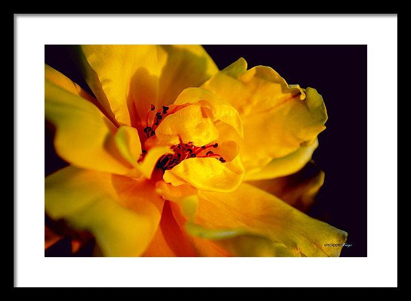Framed Print - A Little Yellow