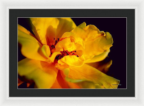 Framed Print - A Little Yellow