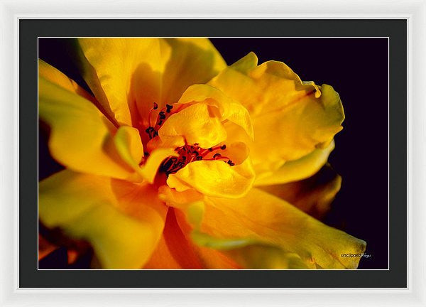 Framed Print - A Little Yellow