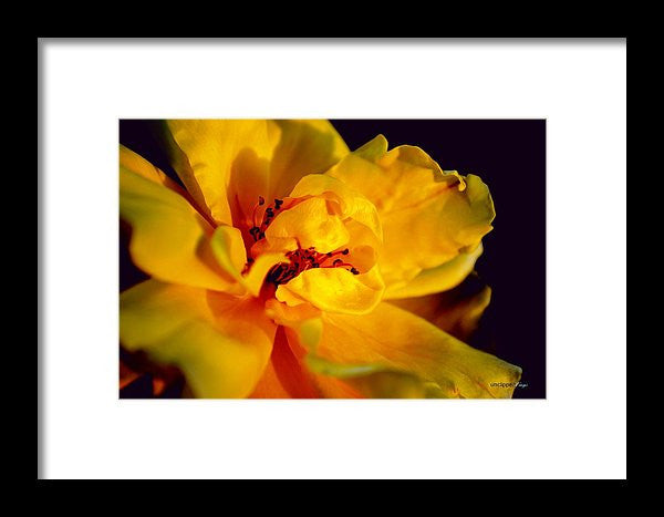 Framed Print - A Little Yellow
