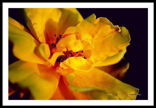 Framed Print - A Little Yellow