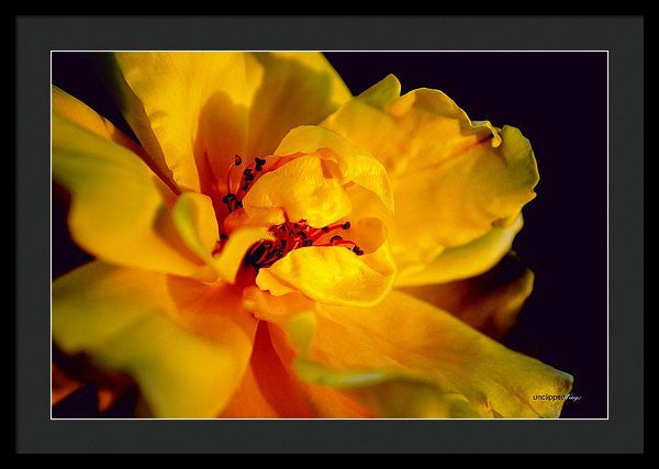 Framed Print - A Little Yellow