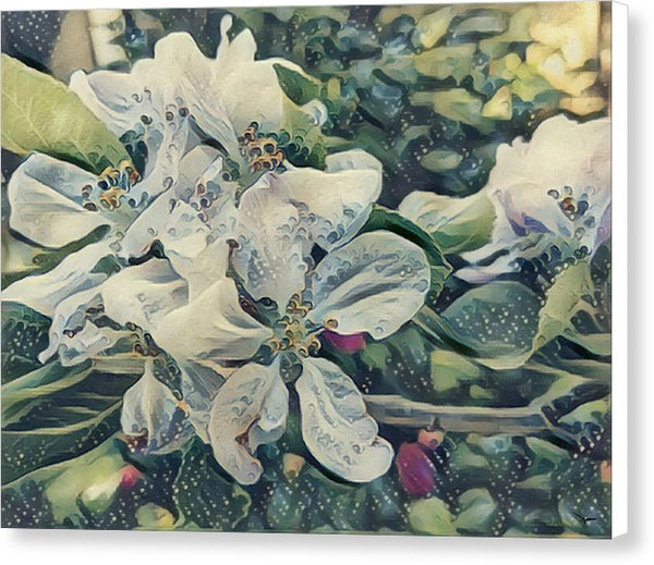 Apple Blossom - Canvas Print