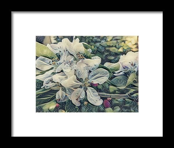 Apple Blossom - Framed Print