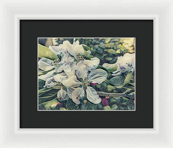 Apple Blossom - Framed Print