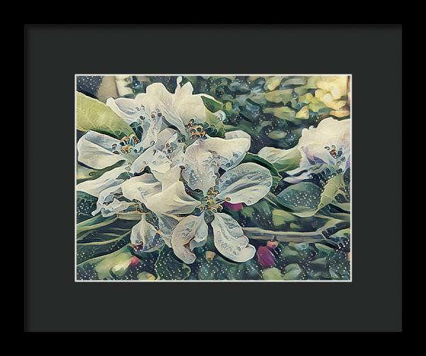 Apple Blossom - Framed Print
