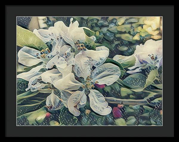 Apple Blossom - Framed Print