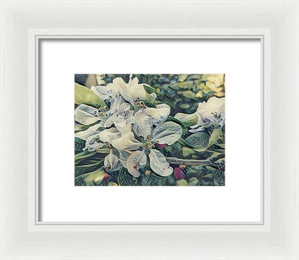 Apple Blossom - Framed Print
