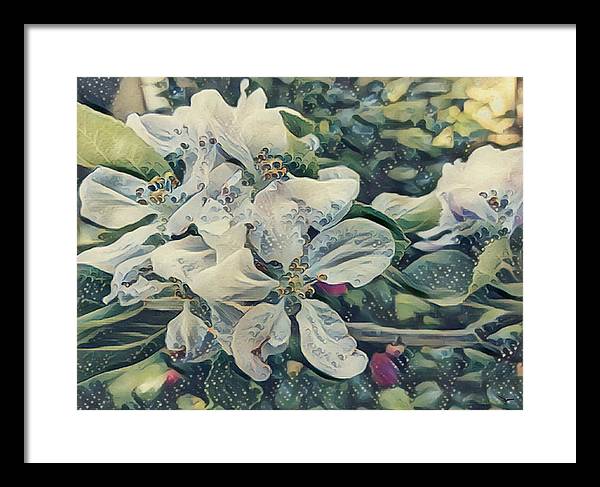 Apple Blossom - Framed Print