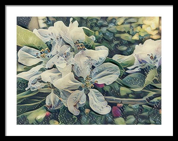 Apple Blossom - Framed Print