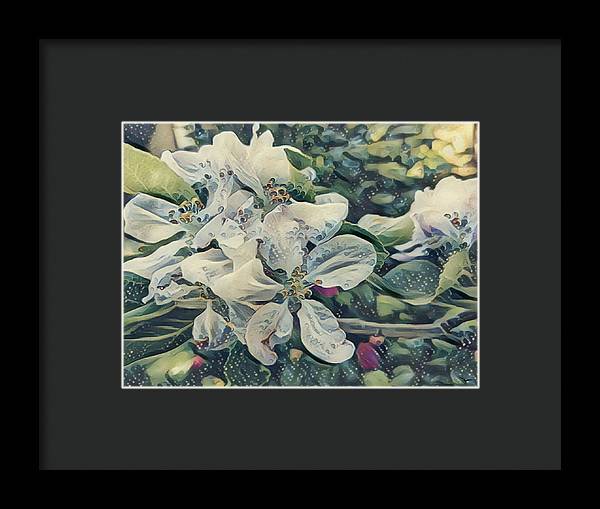 Apple Blossom - Framed Print