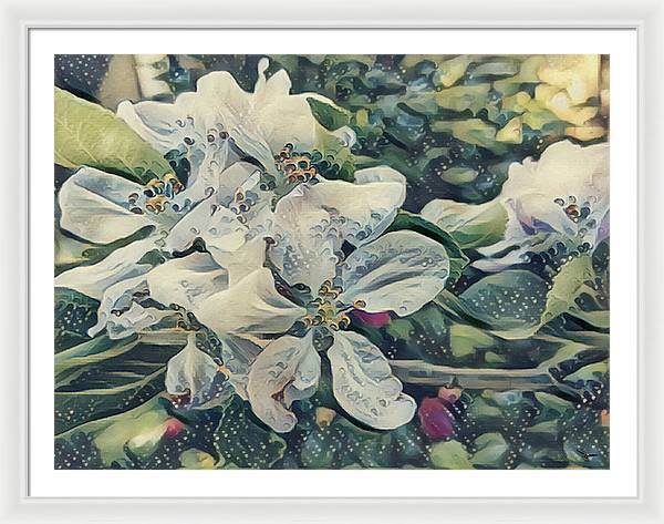 Apple Blossom - Framed Print
