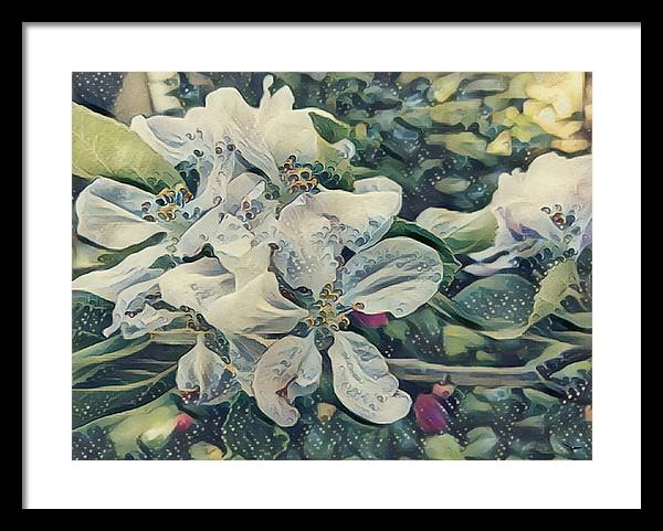Apple Blossom - Framed Print