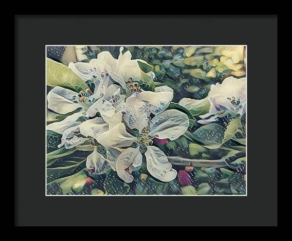 Apple Blossom - Framed Print