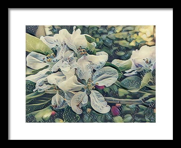 Apple Blossom - Framed Print