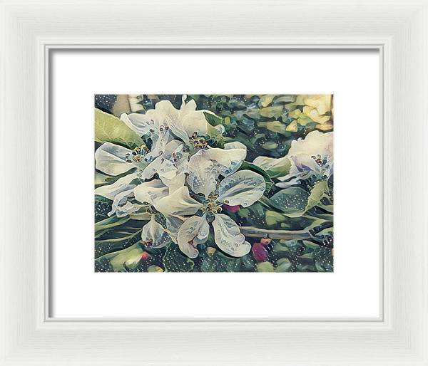 Apple Blossom - Framed Print