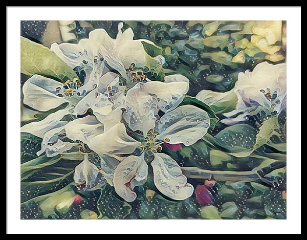 Apple Blossom - Framed Print