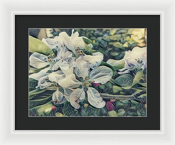 Apple Blossom - Framed Print