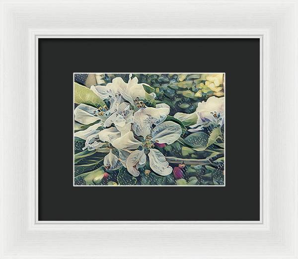 Apple Blossom - Framed Print
