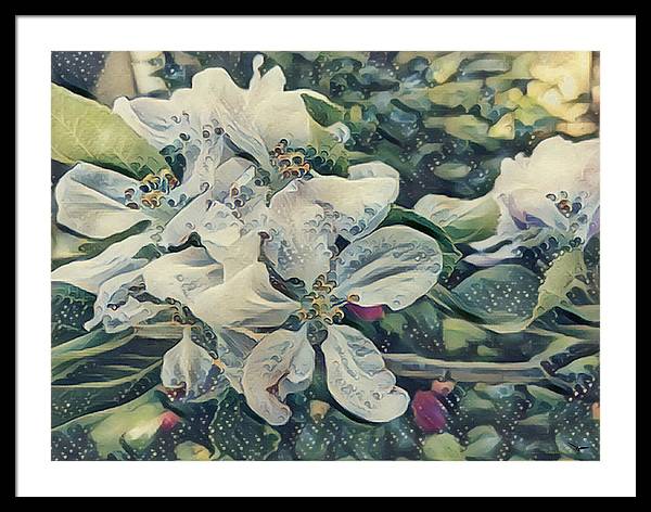 Apple Blossom - Framed Print