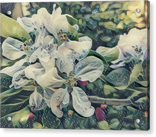 Apple Blossom - Acrylic Print