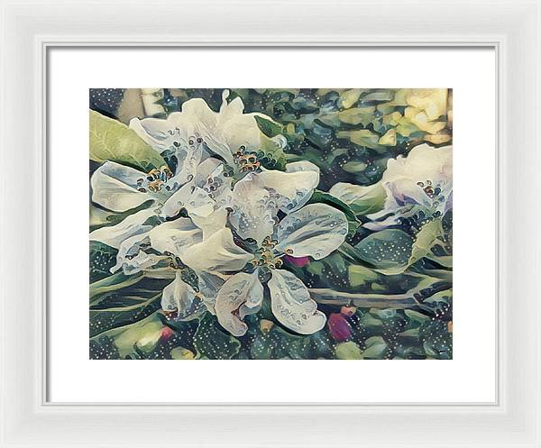 Apple Blossom - Framed Print