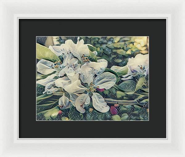 Apple Blossom - Framed Print