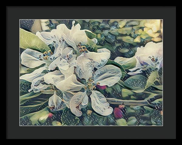 Apple Blossom - Framed Print