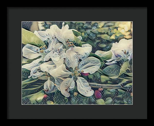 Apple Blossom - Framed Print