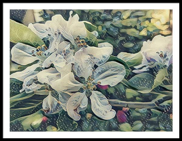 Apple Blossom - Framed Print