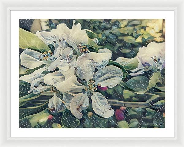 Apple Blossom - Framed Print