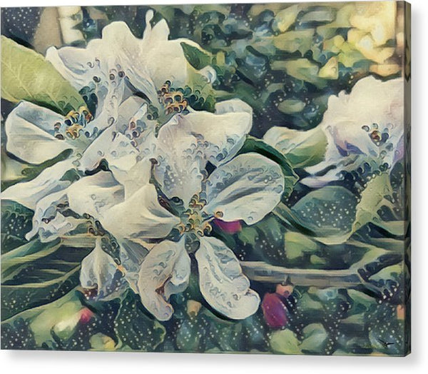Apple Blossom - Acrylic Print