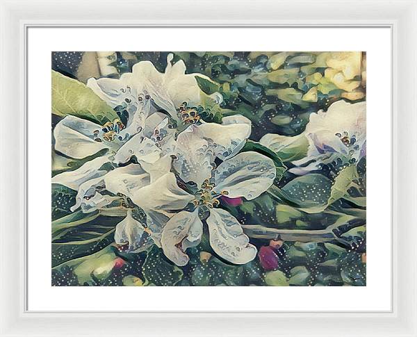 Apple Blossom - Framed Print