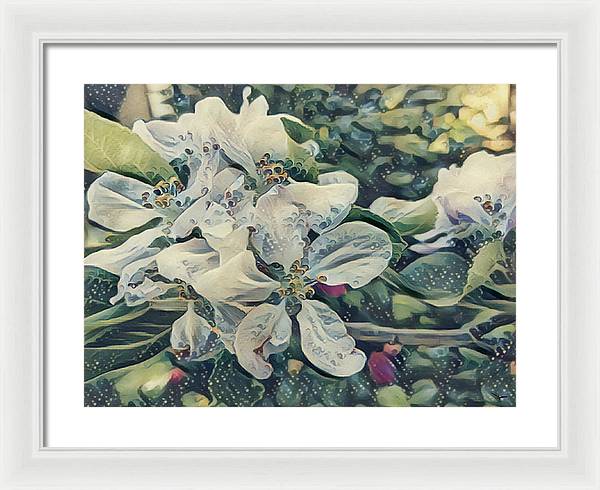 Apple Blossom - Framed Print
