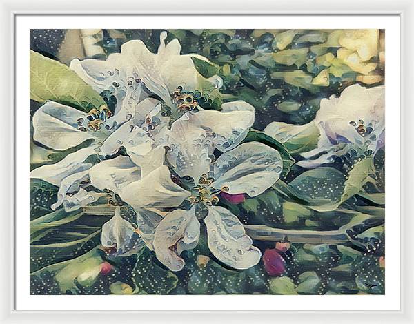 Apple Blossom - Framed Print