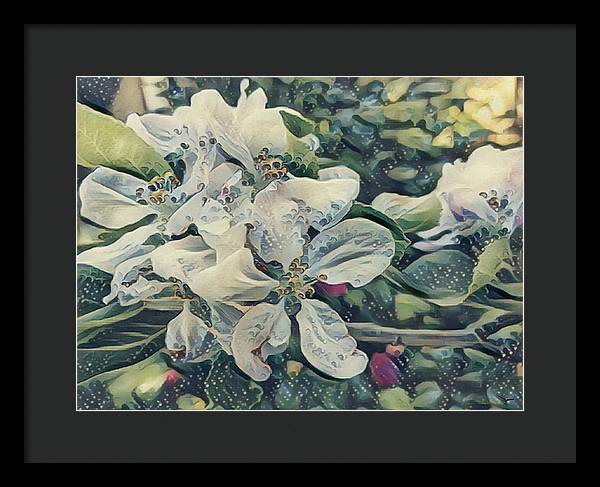 Apple Blossom - Framed Print