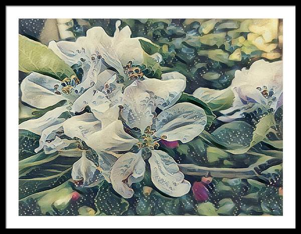 Apple Blossom - Framed Print