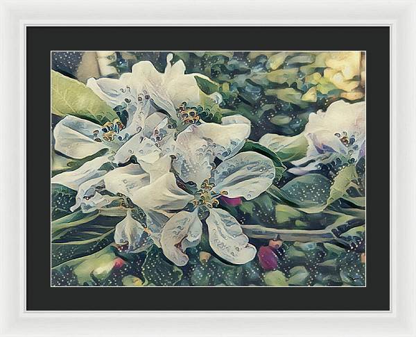 Apple Blossom - Framed Print
